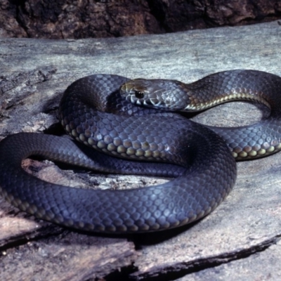 Austrelaps ramsayi (Highlands Copperhead) at Old Adaminaby, NSW - 15 Dec 1978 by wombey