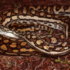 Morelia spilota metcalfei (Inland or Murray-Darling Carpet Python) by wombey