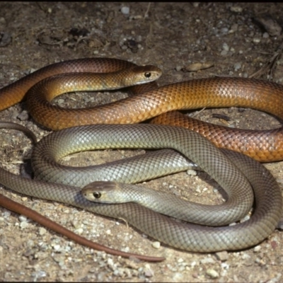 Pseudonaja textilis (Eastern Brown Snake) at Fyshwick, ACT - 29 Jul 1978 by wombey