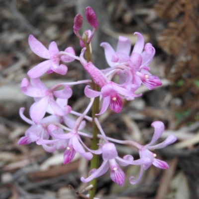 Dipodium roseum (Rosy Hyacinth Orchid) at Paddys River, ACT - 24 Jan 2016 by RyuCallaway