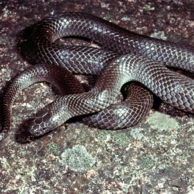 Cryptophis nigrescens (Eastern Small-eyed Snake) at Nadgee, NSW - 15 Dec 1977 by wombey