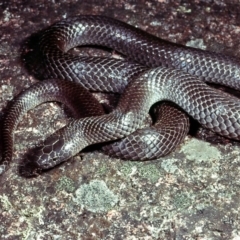 Cryptophis nigrescens (Eastern Small-eyed Snake) at Nadgee State Forest - 14 Dec 1977 by wombey