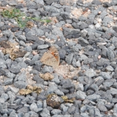 Junonia villida (Meadow Argus) at Paddys River, ACT - 24 Jan 2016 by ArcherCallaway