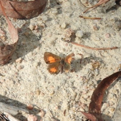 Paralucia aurifera (Bright Copper) at Paddys River, ACT - 24 Jan 2016 by ArcherCallaway