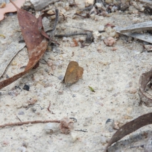 Paralucia aurifera at Paddys River, ACT - 24 Jan 2016