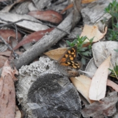 Geitoneura klugii (Marbled Xenica) at Tidbinbilla Nature Reserve - 24 Jan 2016 by RyuCallaway