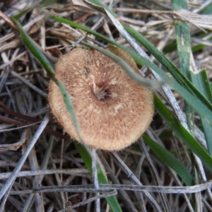 Lentinus arcularius at Turner, ACT - 24 Jan 2016 03:40 PM