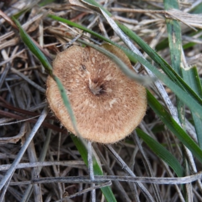 Lentinus arcularius (Fringed Polypore) at Turner, ACT - 24 Jan 2016 by ArcherCallaway