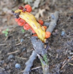 Arum italicum (Italian Arum) at Sullivans Creek, Turner - 24 Jan 2016 by RyuCallaway