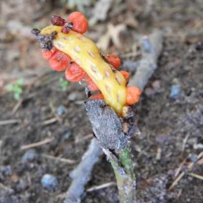 Arum italicum (Italian Arum) at Turner, ACT - 24 Jan 2016 by ArcherCallaway