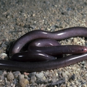 Anilios nigrescens at Yarrow, NSW - 15 Sep 1985 12:00 AM