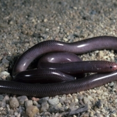 Anilios nigrescens (Blackish Blind Snake) at Yarrow, NSW - 14 Sep 1985 by wombey