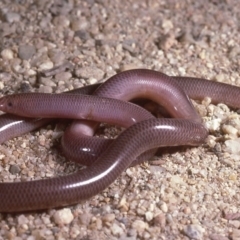 Anilios nigrescens at Yarrow, NSW - 15 Sep 1985 12:00 AM