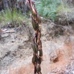 Dipodium sp. (A Hyacinth Orchid) at Paddys River, ACT - 24 Jan 2016 by ArcherCallaway