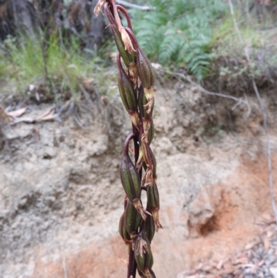 Dipodium sp. (A Hyacinth Orchid) at Paddys River, ACT - 24 Jan 2016 by ArcherCallaway