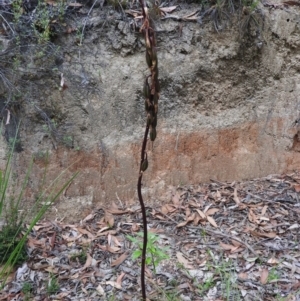 Dipodium sp. at Paddys River, ACT - 24 Jan 2016