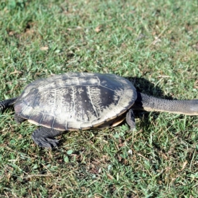 Chelodina longicollis (Eastern Long-necked Turtle) at Oallen, NSW - 4 Dec 1975 by wombey