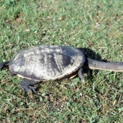 Chelodina longicollis (Eastern Long-necked Turtle) at Oallen, NSW - 3 Dec 1975 by wombey