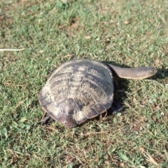 Chelodina longicollis at Oallen, NSW - 4 Dec 1975