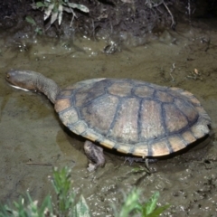 Chelodina longicollis (Eastern Long-necked Turtle) at Gungahlin, ACT - 14 Oct 1977 by wombey