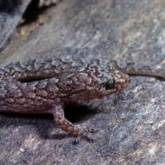 Christinus marmoratus (Southern Marbled Gecko) at Belconnen, ACT - 31 Aug 1978 by wombey