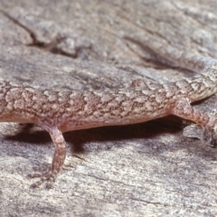 Christinus marmoratus at Belconnen, ACT - 31 Aug 1978