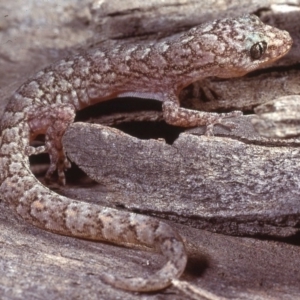 Christinus marmoratus at Belconnen, ACT - 31 Aug 1978