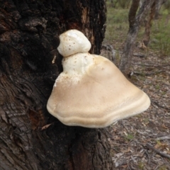 Laetiporus portentosus (White Punk) at O'Malley, ACT - 24 Jan 2016 by Mike