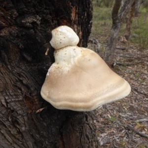 Laetiporus portentosus at O'Malley, ACT - 24 Jan 2016 10:59 AM