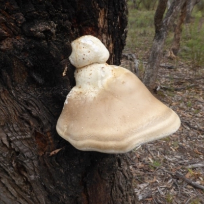 Laetiporus portentosus (White Punk) at O'Malley, ACT - 24 Jan 2016 by Mike