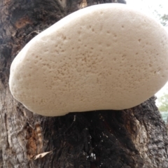 Laetiporus portentosus at O'Malley, ACT - 24 Jan 2016