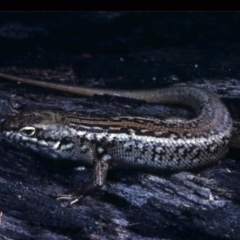 Liopholis whitii (White's Skink) at Nadgee, NSW - 28 Nov 1977 by wombey