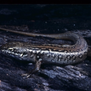 Liopholis whitii at Nadgee, NSW - 29 Nov 1977 12:00 AM