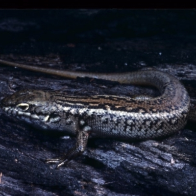 Liopholis whitii (White's Skink) at Nadgee State Forest - 28 Nov 1977 by wombey