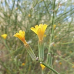 Chondrilla juncea (Skeleton Weed) at Garran, ACT - 16 Jan 2016 by Mike