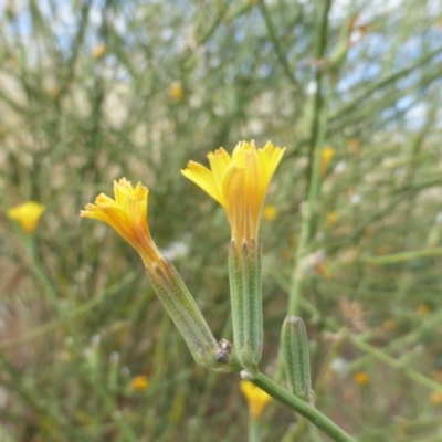 Chondrilla juncea (Skeleton Weed) at Garran, ACT - 16 Jan 2016 by Mike