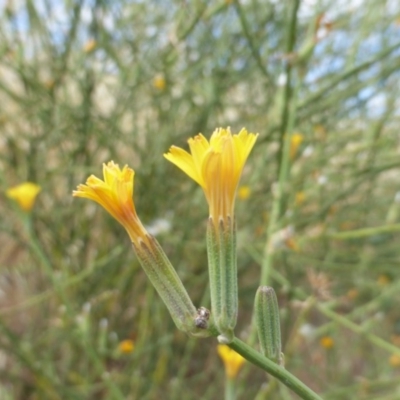 Chondrilla juncea (Skeleton Weed) at Garran, ACT - 15 Jan 2016 by Mike