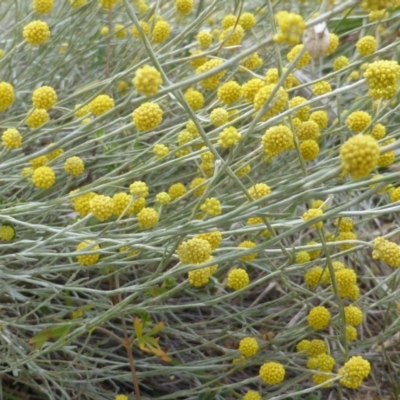 Calocephalus citreus (Lemon Beauty Heads) at Mount Mugga Mugga - 15 Jan 2016 by Mike