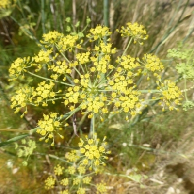 Foeniculum vulgare (Fennel) at Isaacs Ridge Offset Area - 14 Jan 2016 by Mike