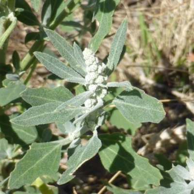 Chenopodium album (Fat Hen) at Isaacs Ridge Offset Area - 15 Jan 2016 by Mike