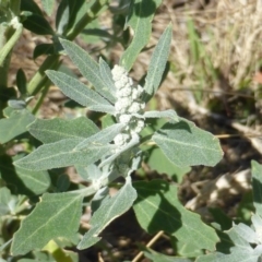 Chenopodium album (Fat Hen) at Isaacs Ridge Offset Area - 14 Jan 2016 by Mike
