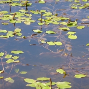 Potamogeton sulcatus at Isaacs Ridge - 15 Jan 2016