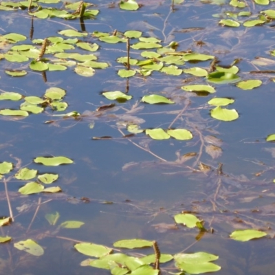 Potamogeton sulcatus (Pondweed) at Jerrabomberra, ACT - 14 Jan 2016 by Mike