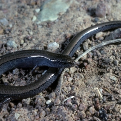 Hemiergis talbingoensis (Eastern Three-toed Earless Skink) at Sutton, NSW - 23 Jan 1981 by wombey