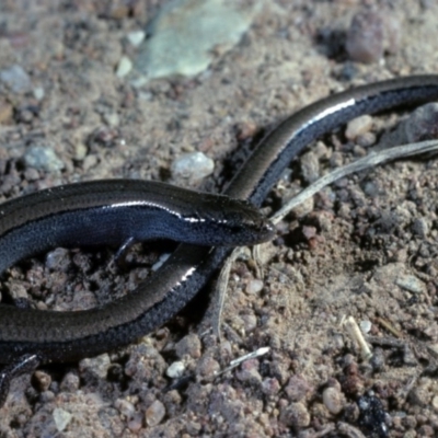 Hemiergis talbingoensis (Three-toed Skink) at Sutton, NSW - 23 Jan 1981 by wombey