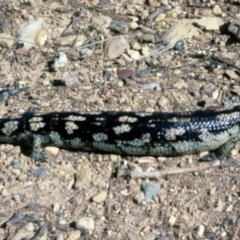 Tiliqua nigrolutea (Blotched Blue-tongue) at Nimmitabel, NSW - 6 Feb 1976 by wombey