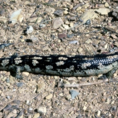 Tiliqua nigrolutea (Blotched Blue-tongue) at Nimmitabel, NSW - 7 Feb 1976 by wombey