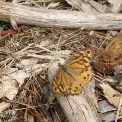 Heteronympha merope (Common Brown Butterfly) at Isaacs Ridge and Nearby - 3 Jan 2016 by Mike