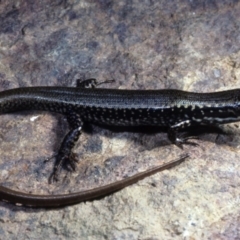 Eulamprus heatwolei (Yellow-bellied Water Skink) at Nadgee State Forest - 27 Nov 1977 by wombey