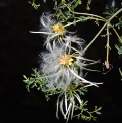 Clematis leptophylla (Small-leaf Clematis, Old Man's Beard) at Tuggeranong Hill - 23 Nov 2015 by michaelb